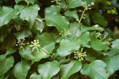 Rampicante ripariale da identificare - Hedera sp.